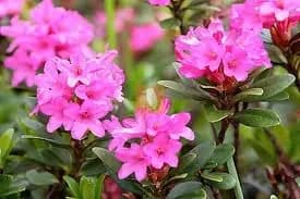 Alpenrose